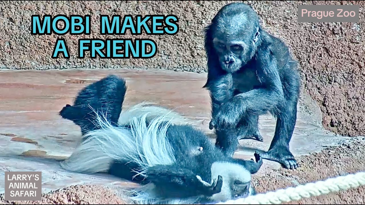 Моби и любопытная обезьянка 🐒🦍 Нежный момент в зоопарке #Моби, #МалышГорилла