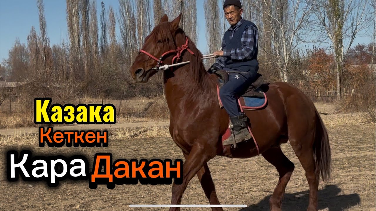Кара Дакандин баласы +996-995-910-096.  25 ноября 2025 г.