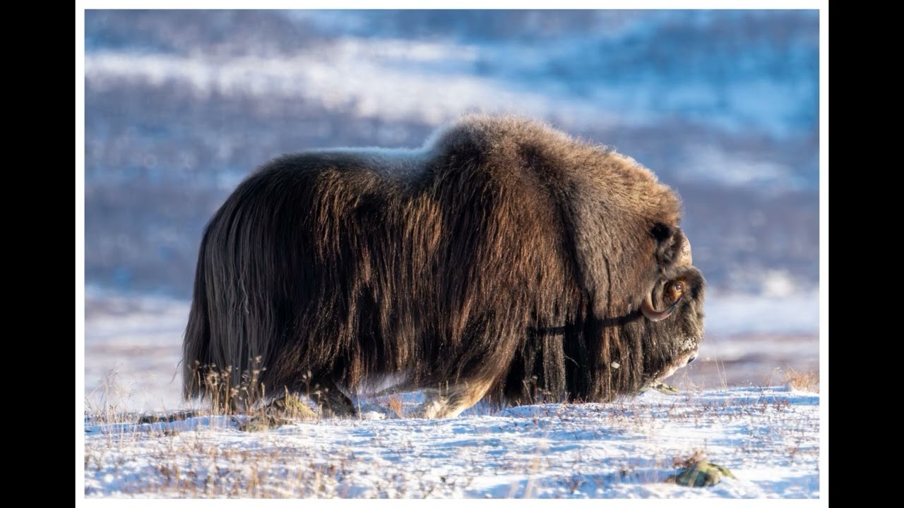 Dovrefjell 2025