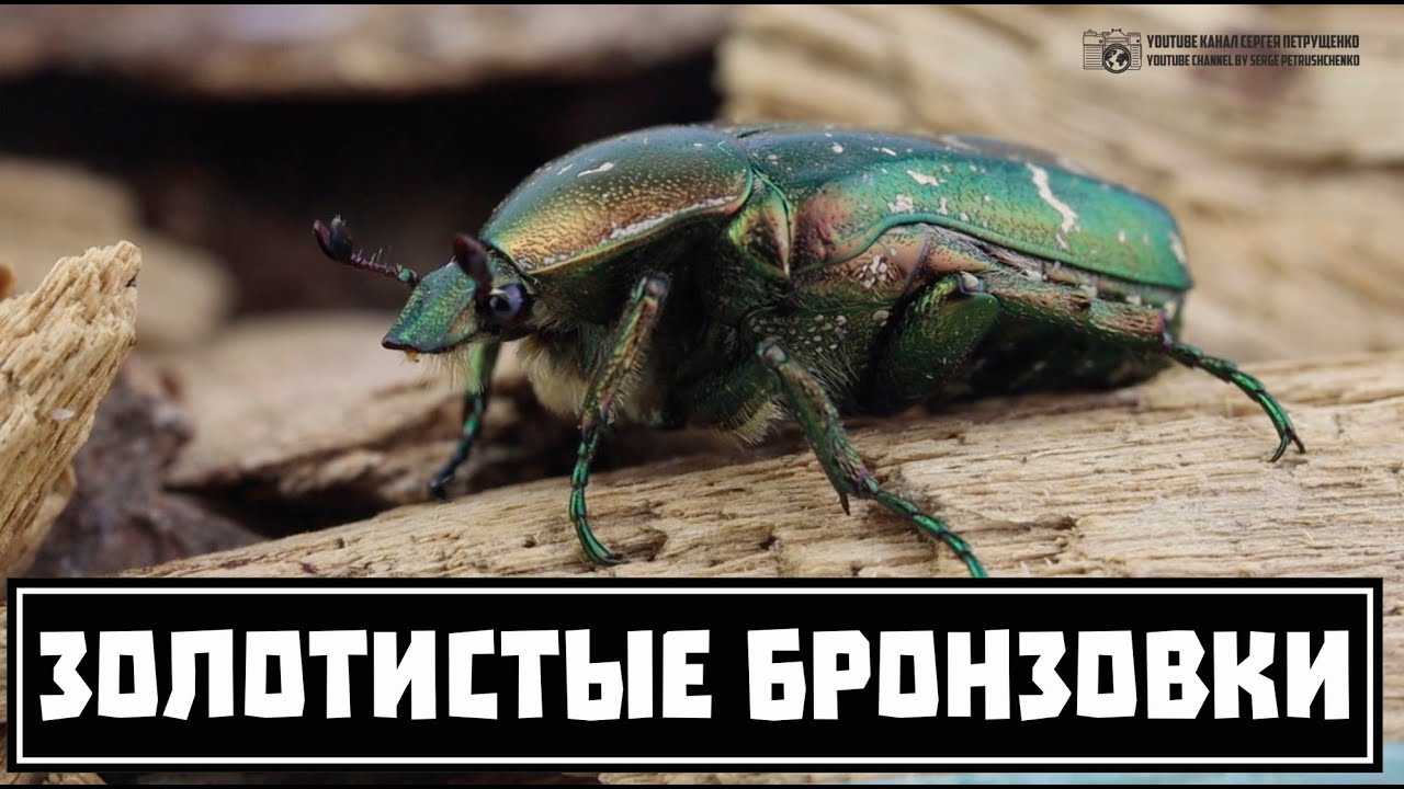 Золотистые бронзовки || [ Джеральд Даррелл и живые изумрудные самолёты ] // Clever Cricket