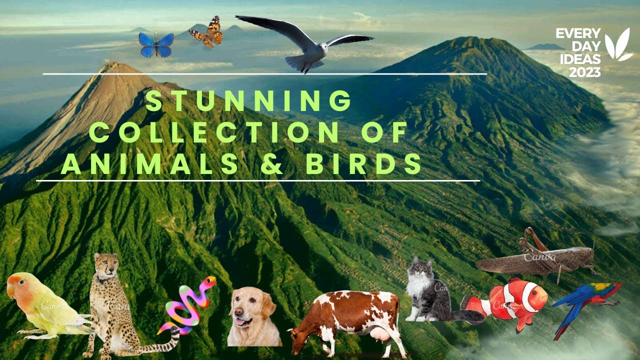 ANIMALS & BIRDS Collection 8K HD Relaxing Naatجانوروں اور پرندوں کے مناظر کے ساتھ خوبصورت نعتیں۔