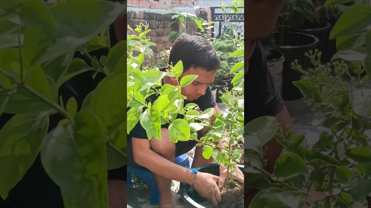 juhi jasmine flowering tips, jasmine plant growing tips