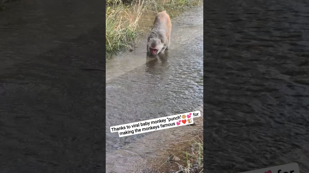 Cute lil monkey 🐵 drinking water 💦 Reminded me of 