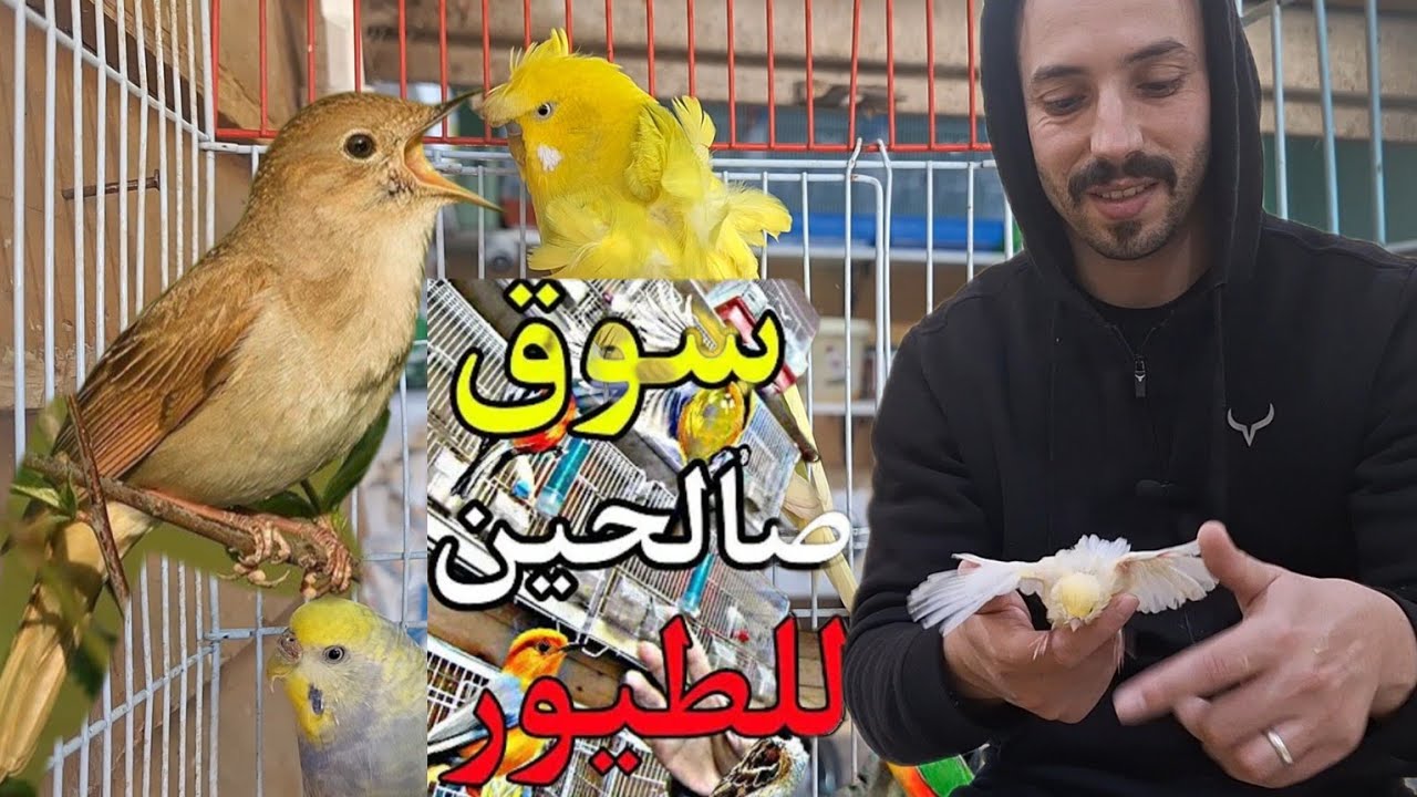 جديد سوق صالحين لطيور دوار بمدينة سلا أثمنة جميع طيور زينة و مغردة و بحت على طائر العندليب#birds