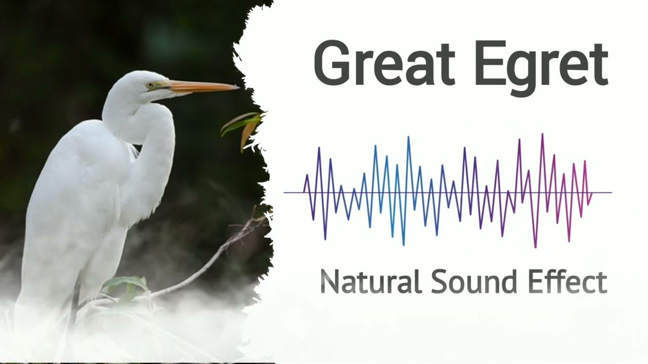 Great Egret | Natural Sound Effects