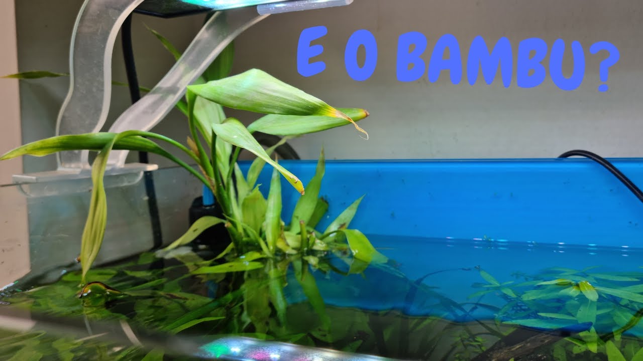 CULTIVANDO BAMBU DA SORTE NO AQUÁRIO