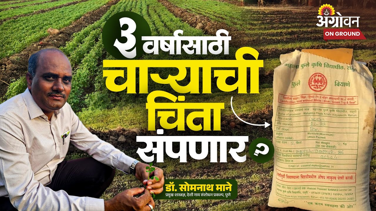 Top Fodder Varity : आरएल ८८ मेथी घास लागवड ते कापणी कशी करावी? | Agrowon