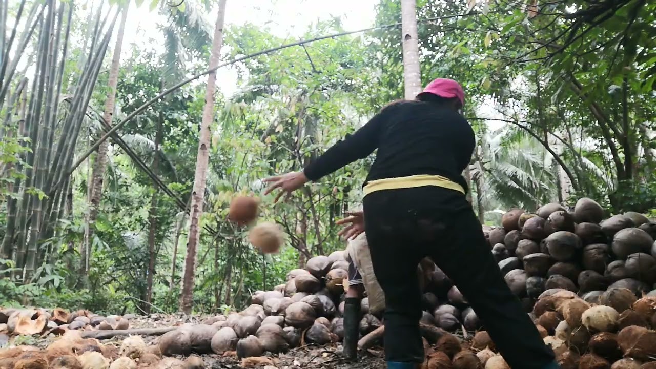 Bilang  at biak ng niyog @joeydgreat7742 #highlights2025 