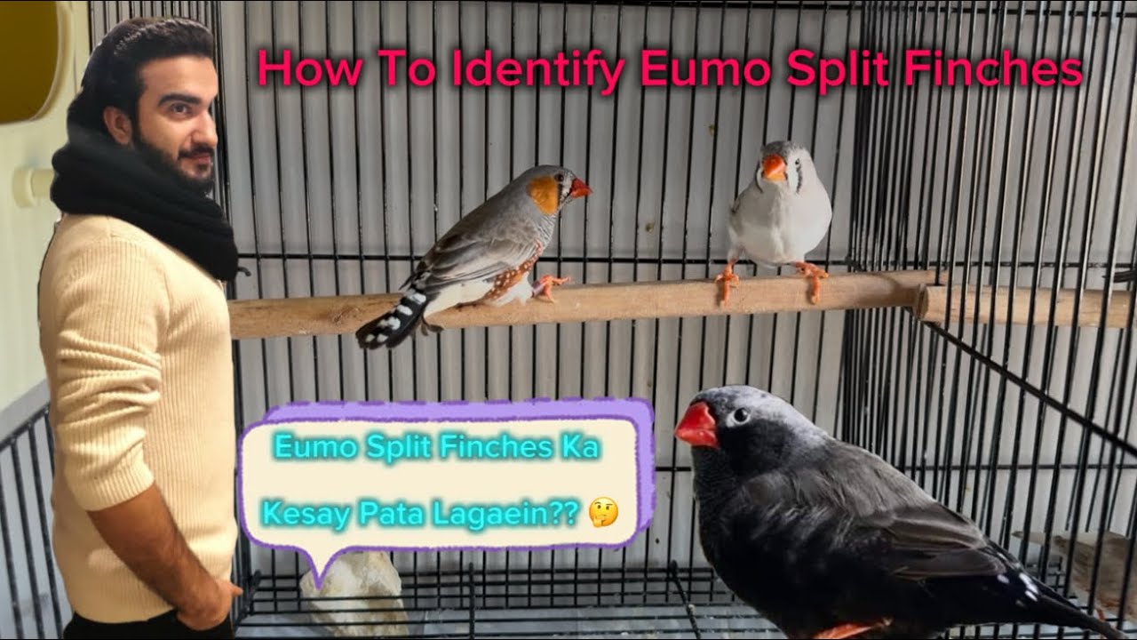 How To Identify Eumo Split Finches | Eumo Split Finch Pata Laganey Ka Tarika #finch #birds #trending
