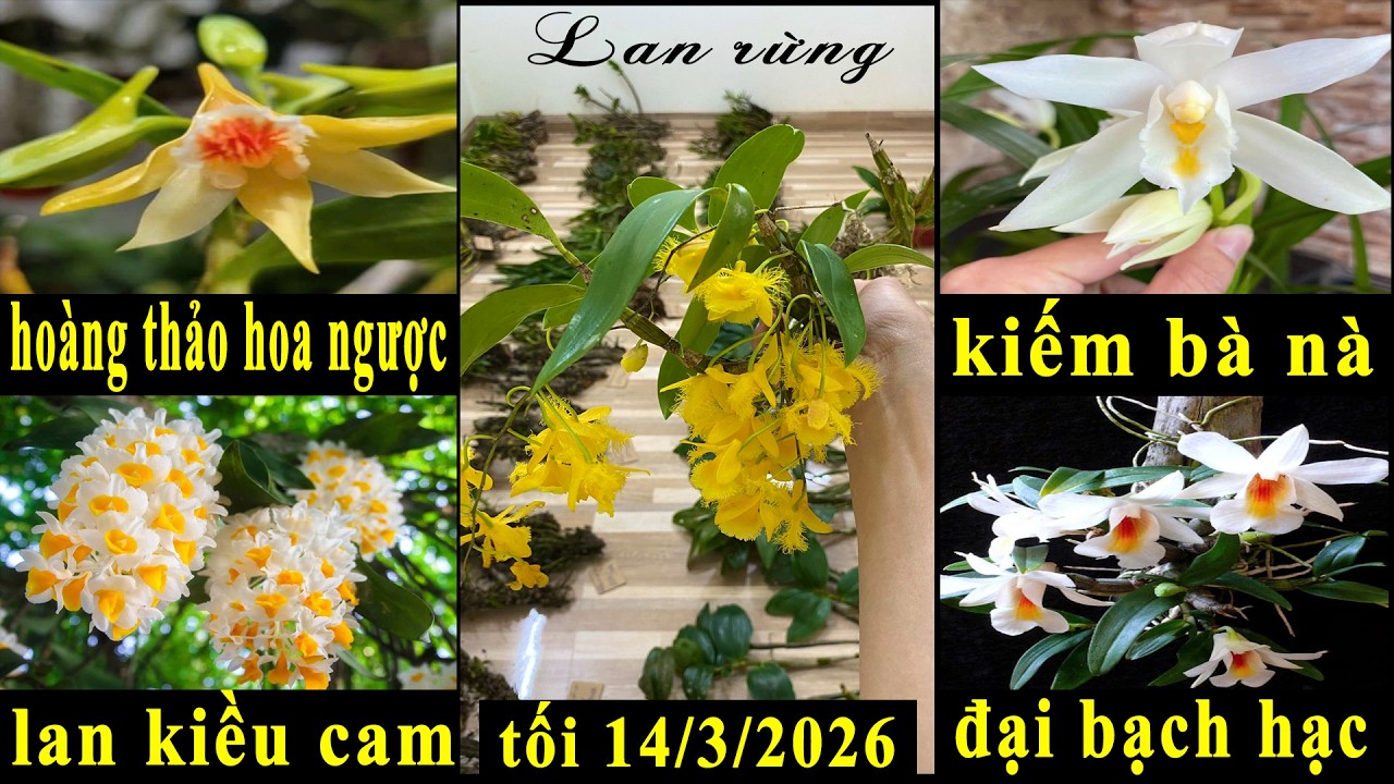 Lan rừng tối 14/3/2026(ship30k)Kiều cam, hoa ngược, đại bạch hạc, bà nà, hài táo đẹp I 070.611.5694