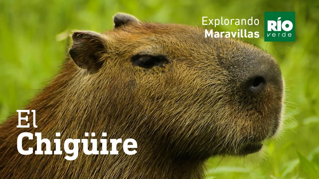 El capibara, chigüire o carpincho