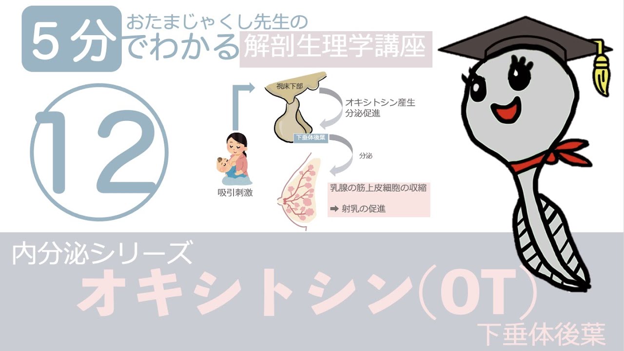 内分泌シリーズ第12回「オキシトシン（下垂体後葉ホルモン）」おたまじゃくし先生の解剖生理学講座/日本一わかりやすい授業を目指して/勉強法/看護学生/リハビリ学生