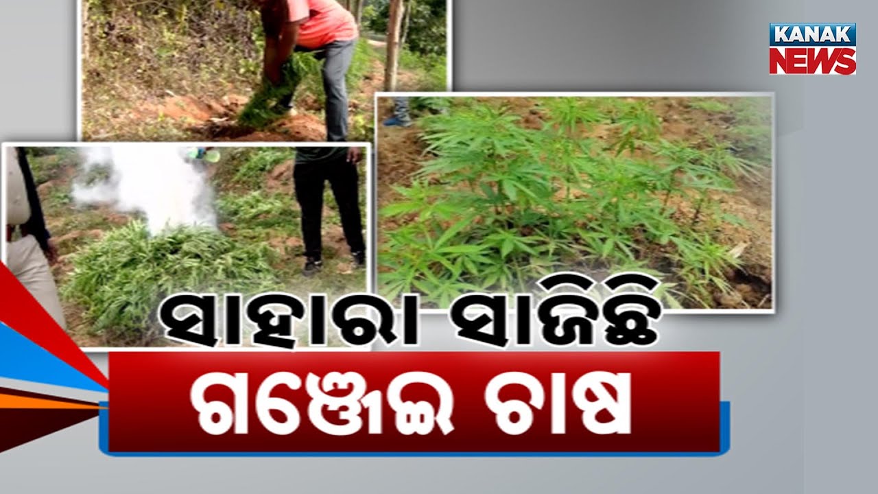 Development Still A Dream In Koraput Village | Villagers Forced Into Cannabis Farming