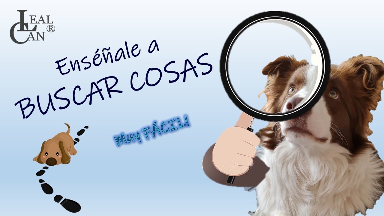 💥 Enseña a tu PERRO a BUSCAR cosas 👀 🐕 🐶 👃 | LealCan Adiestramiento