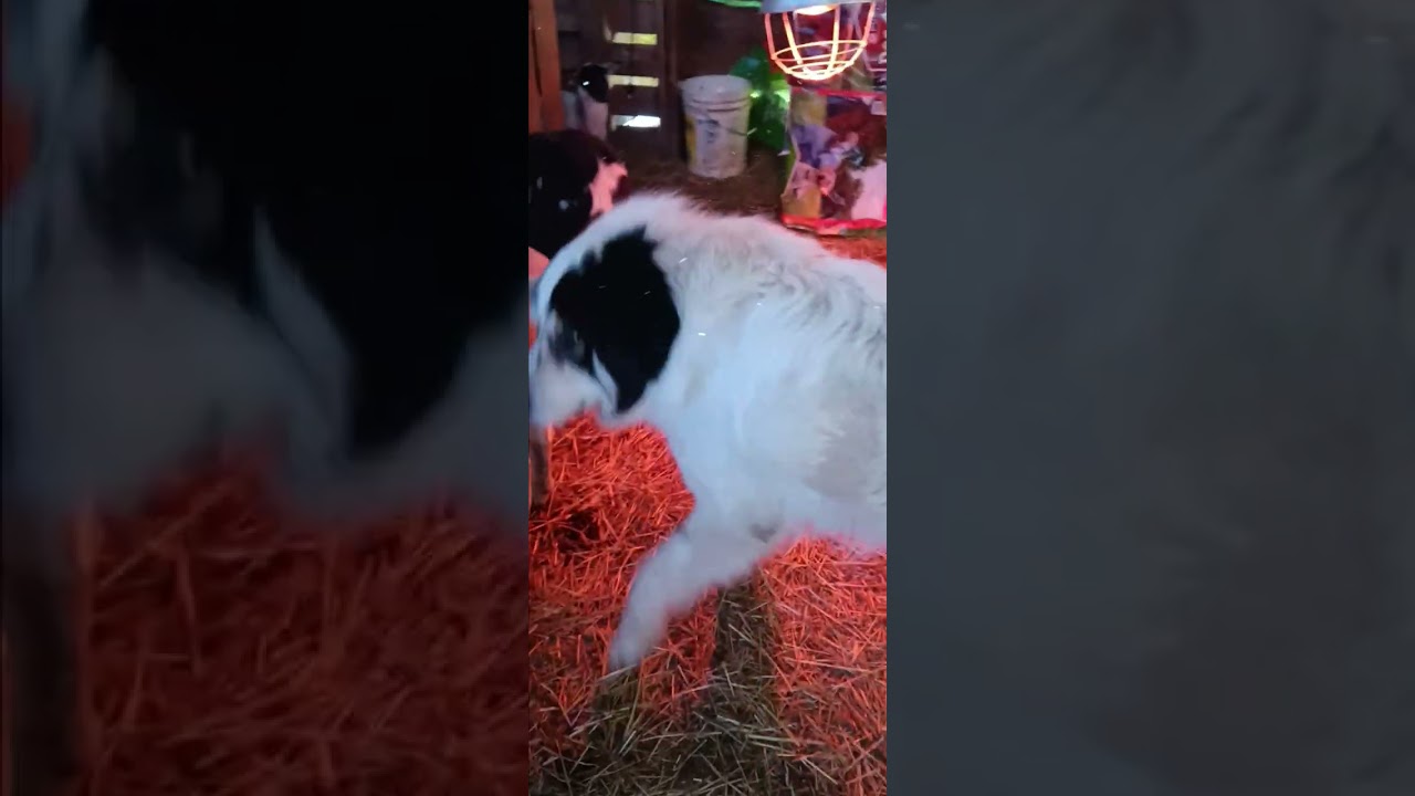 PECAS es el otro perro  guardian del rebaño