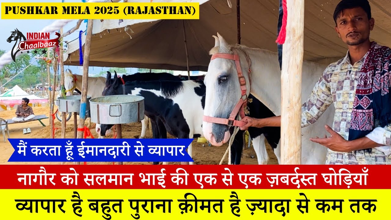 नागौर को सलमान भाई की एक से एक ज़बर्दस्त घोड़ियाँ Pushkar Mela 2025