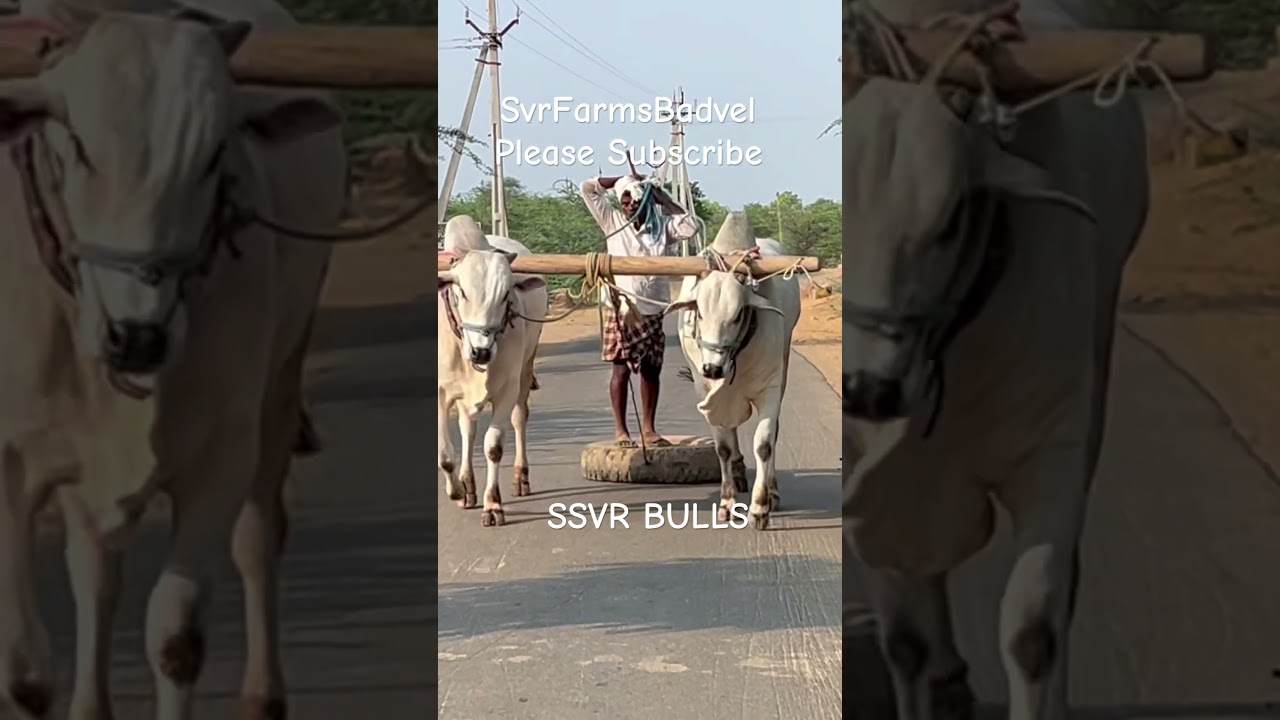 Best quality 4 teeth Ongole bulls#ongolebulls #folksong #telugusongs #beta #ysr #kadapa