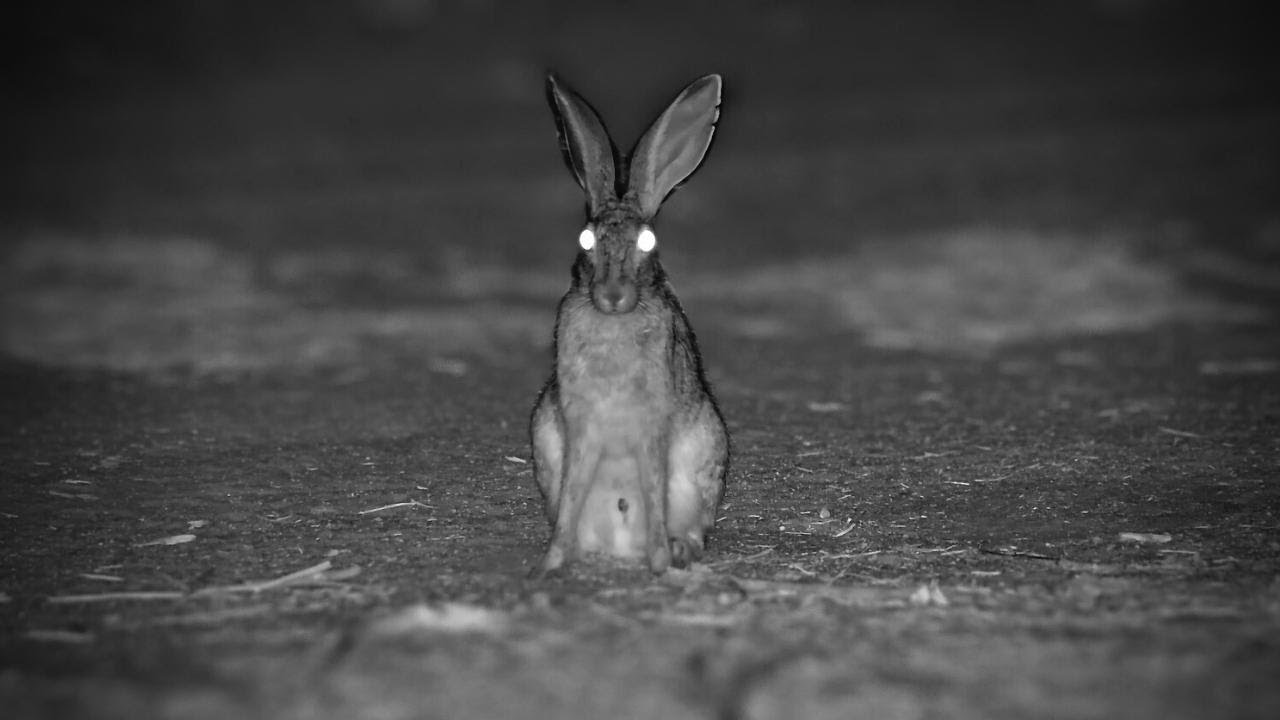 A Grooming Scrub Hare