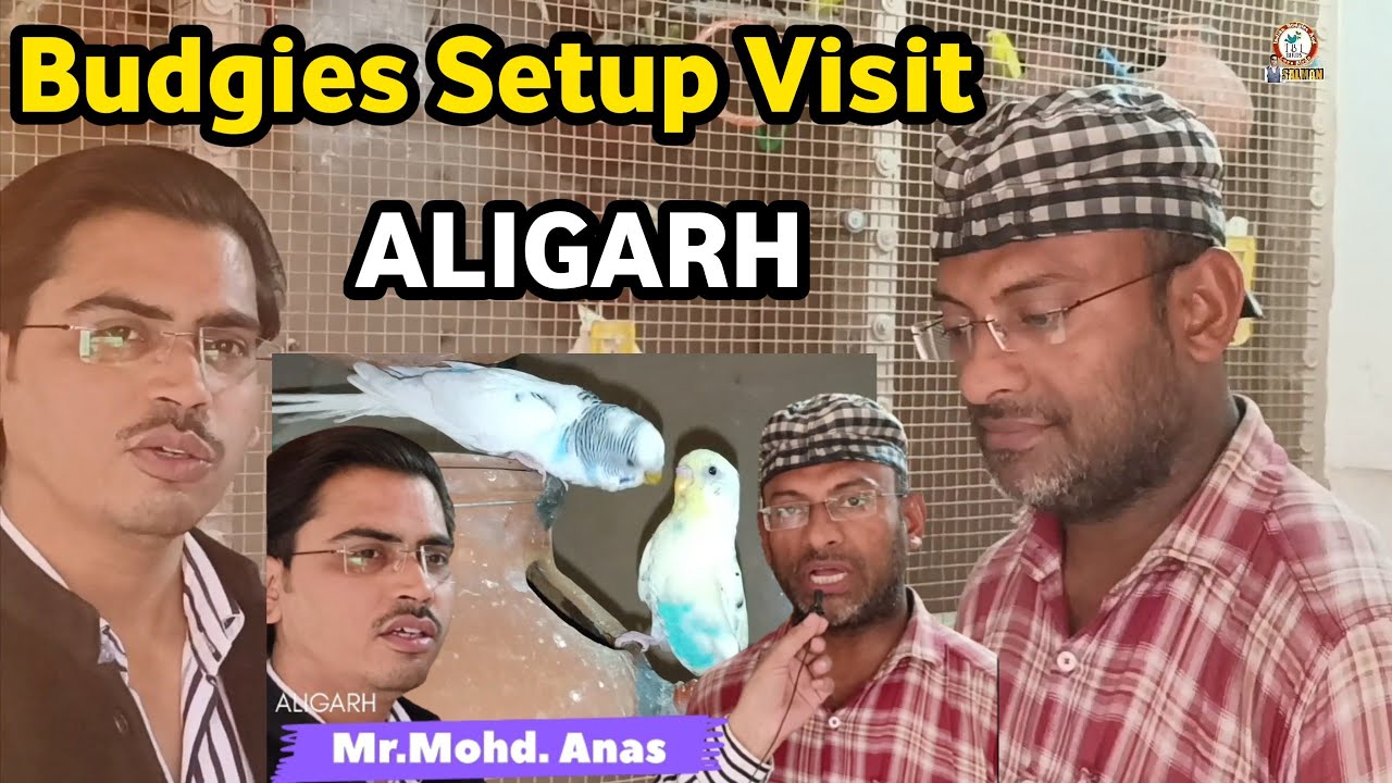 Budgies Colony Setup Visit | Mr. Mohd. Anas, ALIGARH | 40 Pairs Budgies Breeding Setup