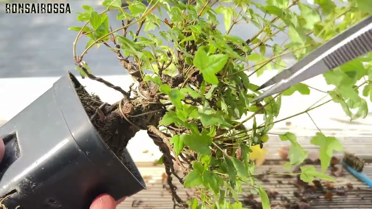 【KED8】カエデ夏のメンテナンス #盆栽 #bonsai