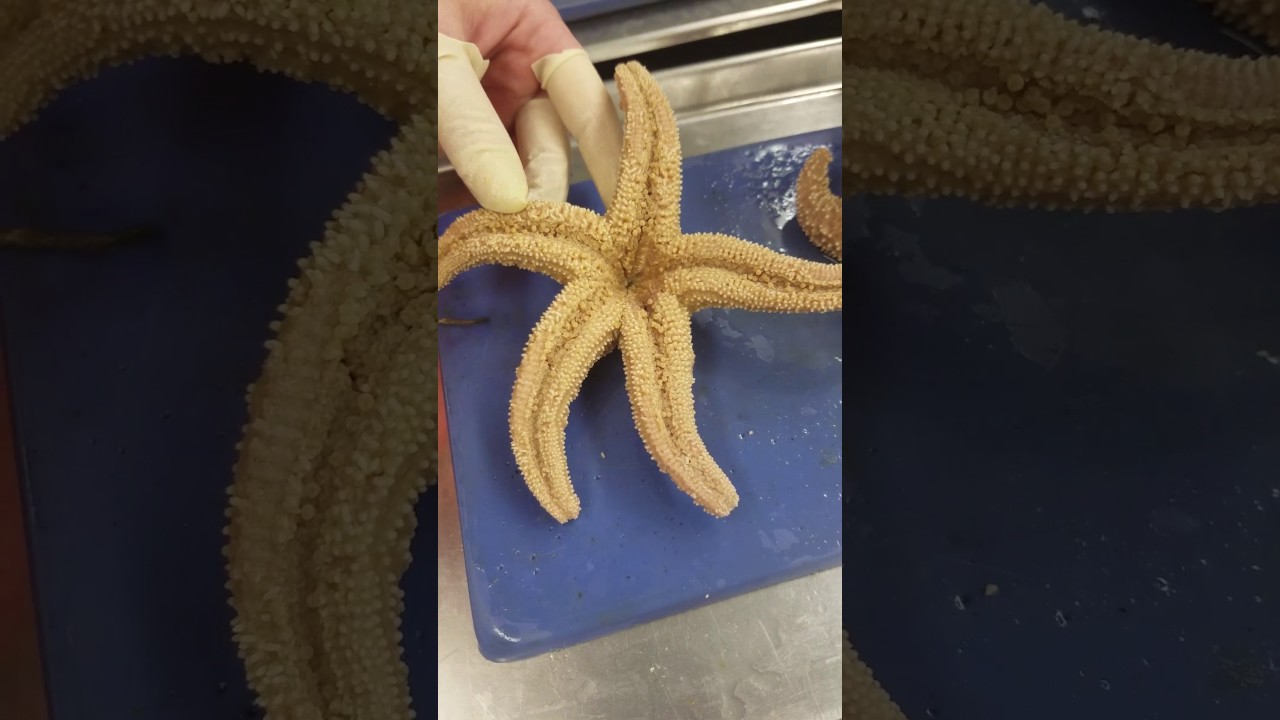 Starfish Anatomy