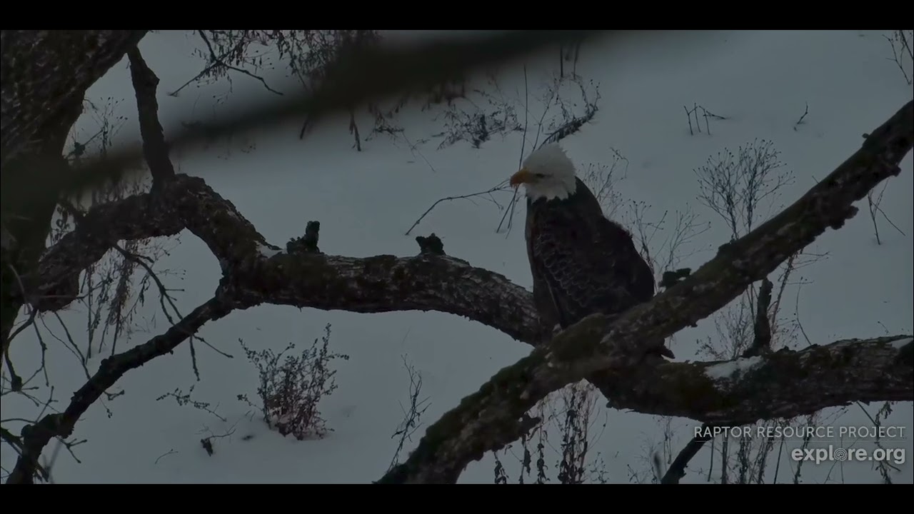 Decorah North Eagles 2-24-26 DNN is looking nice and cozy, hoping for an egg soon