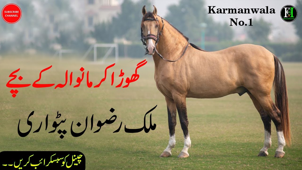 Ghora Karmanwala kai bache/Sons | Owner Malik Rizwan patwari | Panj Kalyan Horse | White Horse
