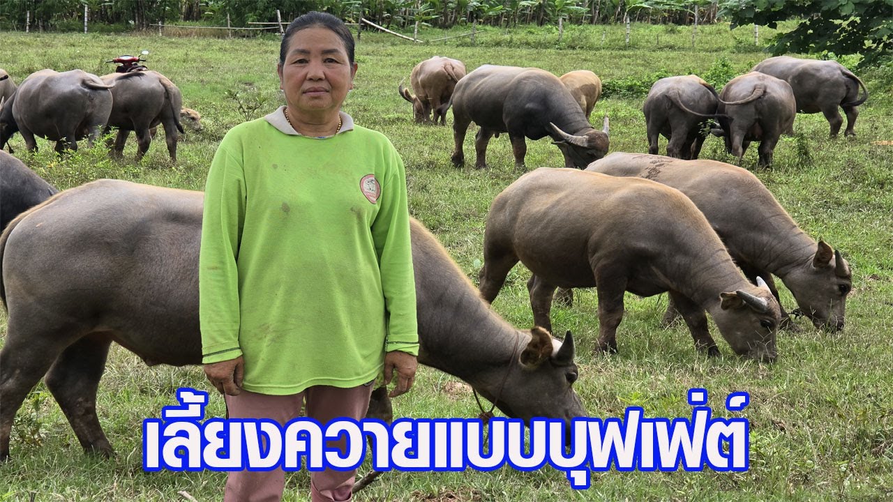 เลี้ยงควายแบบง่ายๆ ส่งขายไทย/เวียดนาม