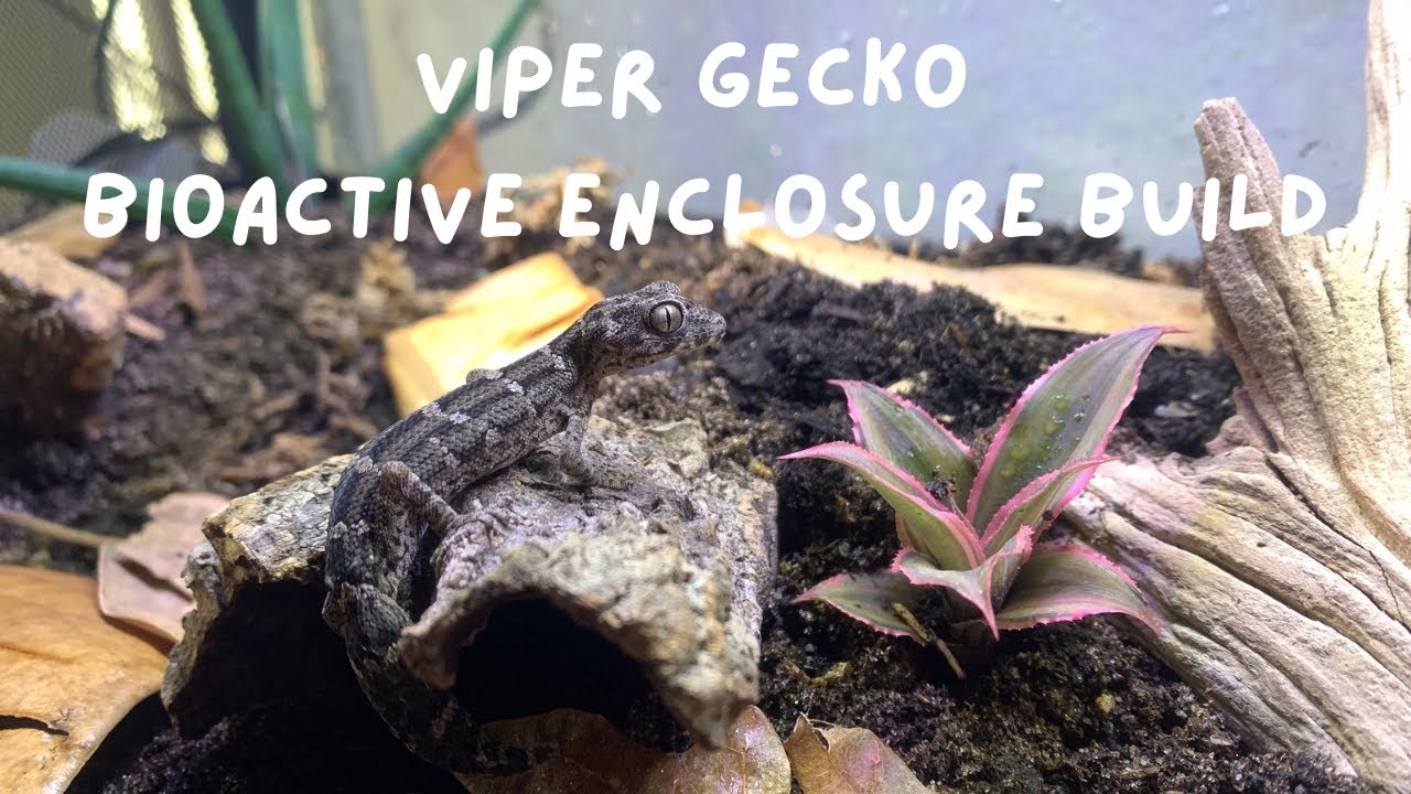 Bioactive Terrarium Build for Viper geckos | How to Build a Bioactive Terrarium