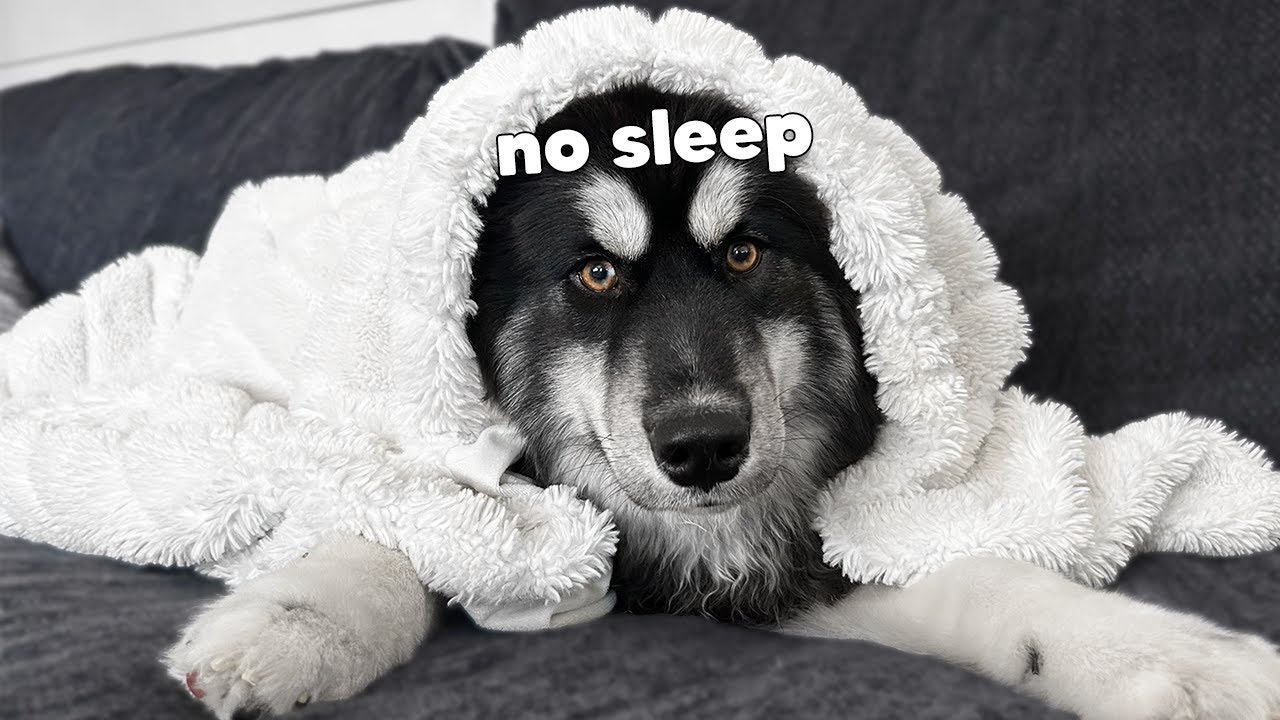 My Husky Has a Sleepover Party!