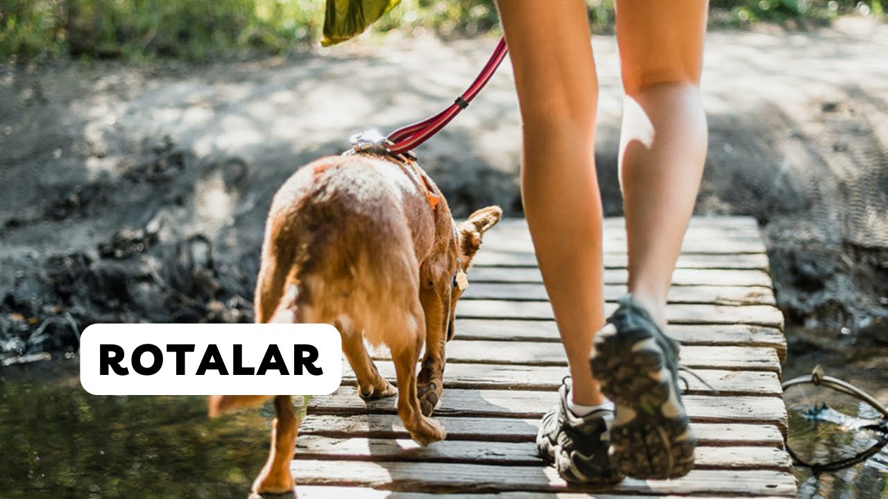 I Rotası Nedir? || Yürüyüş Rotaları || Soru 37 #köpek #köpekler