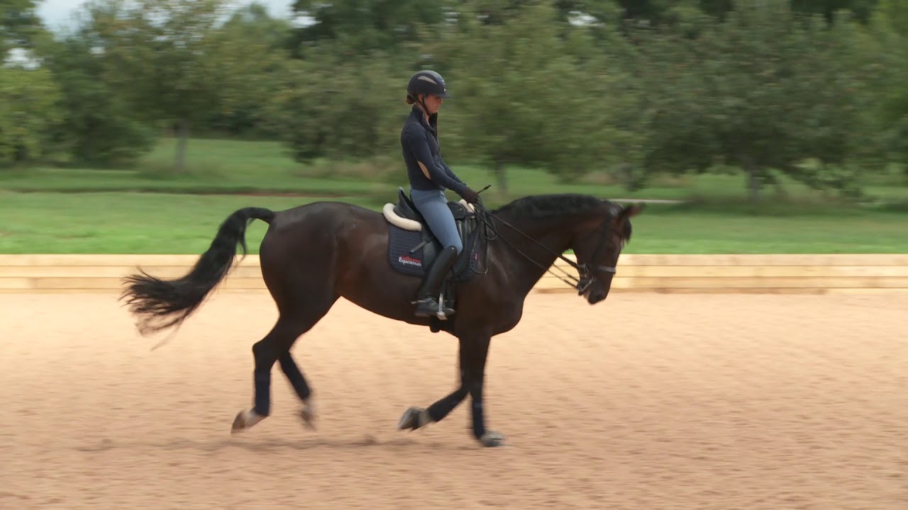 Warm-up routine for horses | Your Horse Magazine