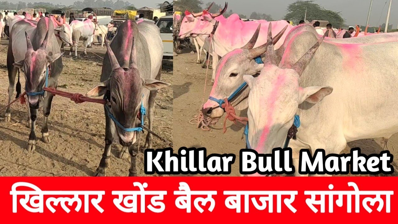खिल्लार खोंड बैल बाजार सांगोला | Khillar Bull Market Sangola