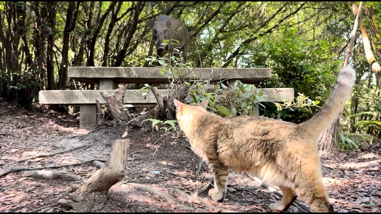 猫と休憩に行ったらイノシシが来た