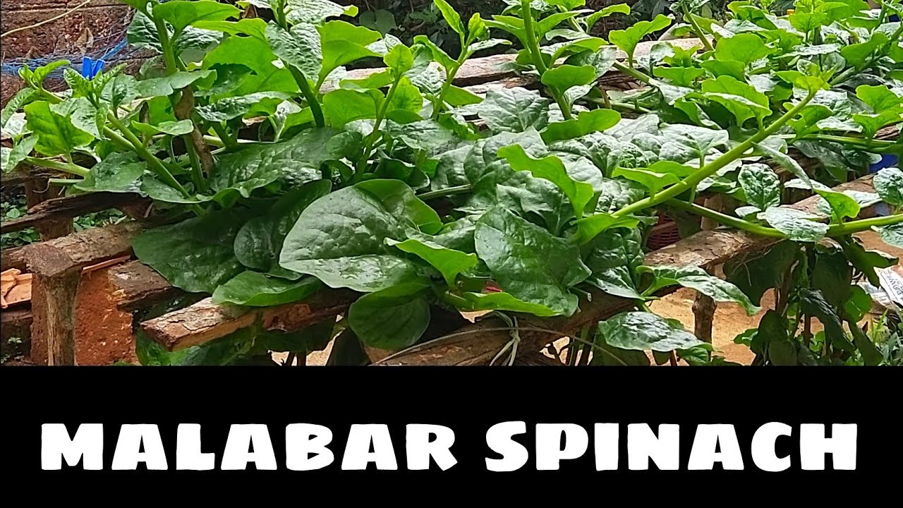 Complete detailes of Growing Malabar Spinach /ಬಸಳೆ ಸೊಪ್ಪು ಬೆಳೆಸುವ ಸಂಪೂರ್ಣ ಮಾಹಿತಿ