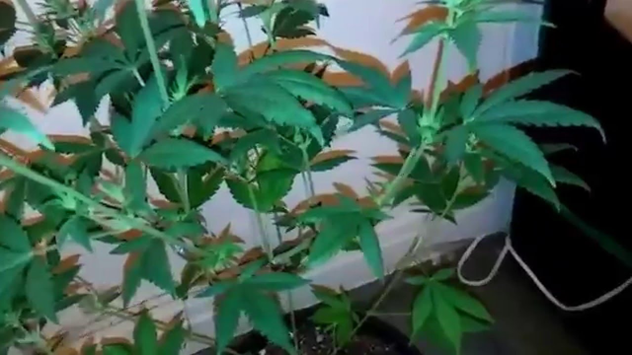 Week 2 flowering