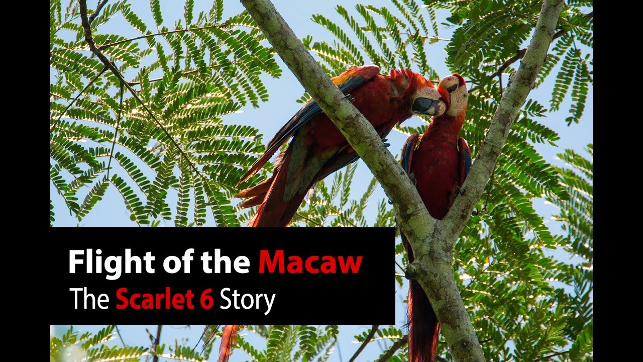 Flight of the Macaw