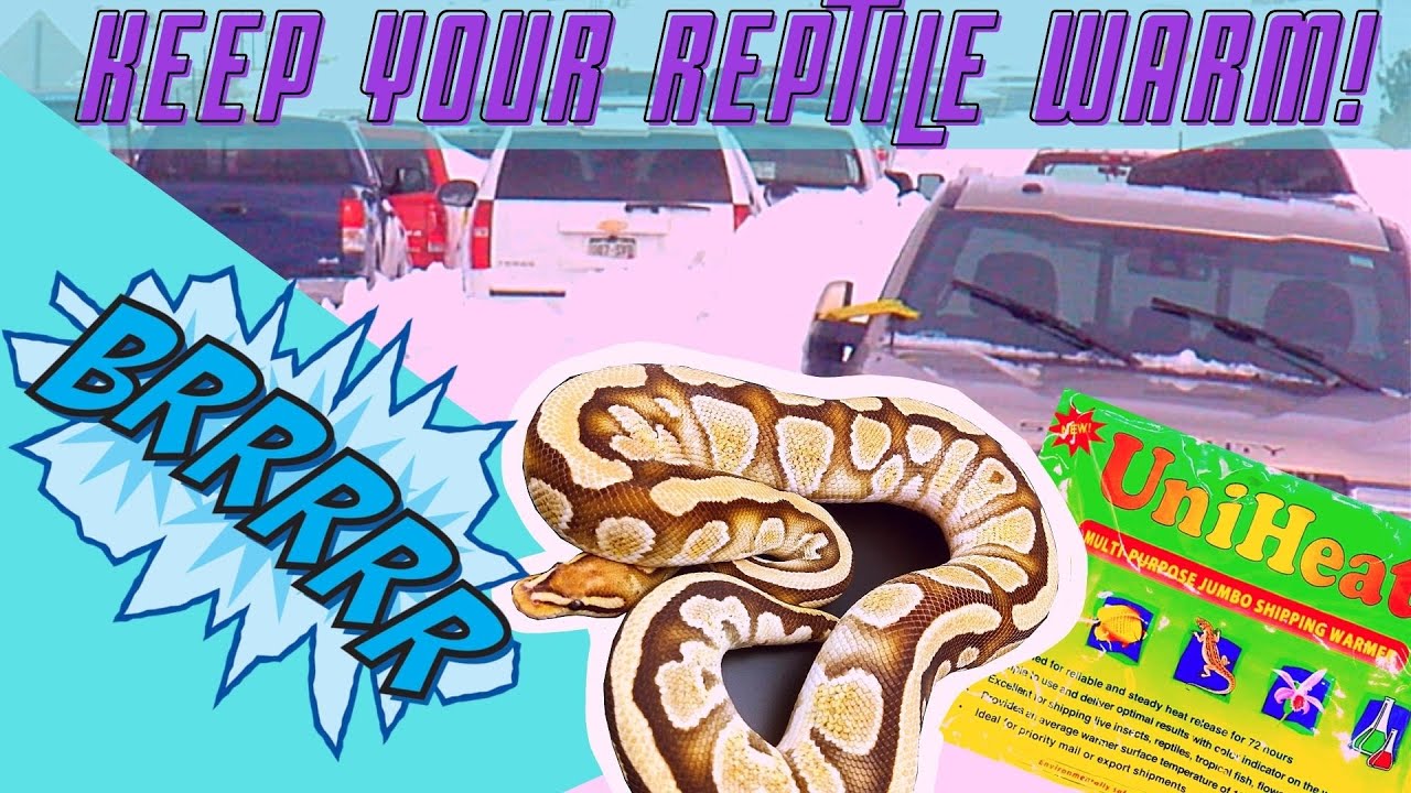 Winter Road Trip with your Ball Python - How to do it Right!