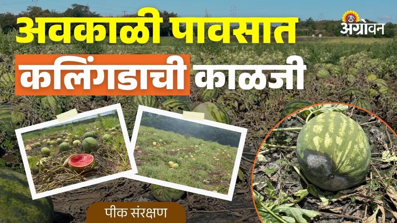 Watermelon Rain Effect: गारपिटीमुळे कलिंगडावर कोणते रोग येतात? | Agrowon