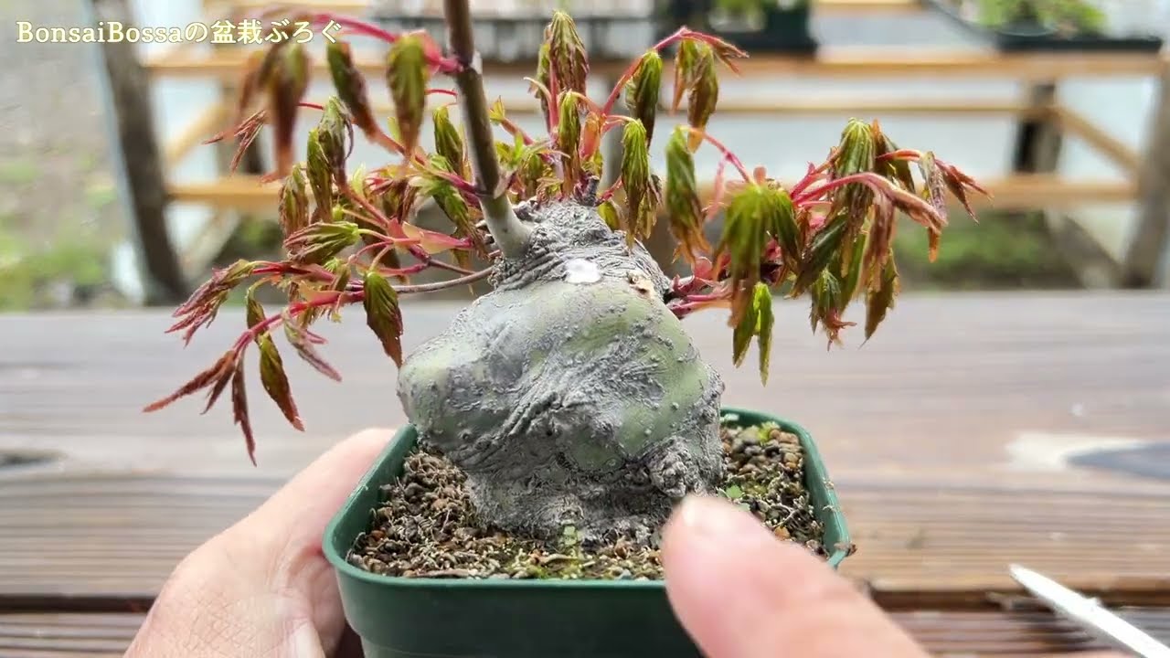 【YMJ】回しつぎが失敗した例と、リカバリー #盆栽 #bonsai