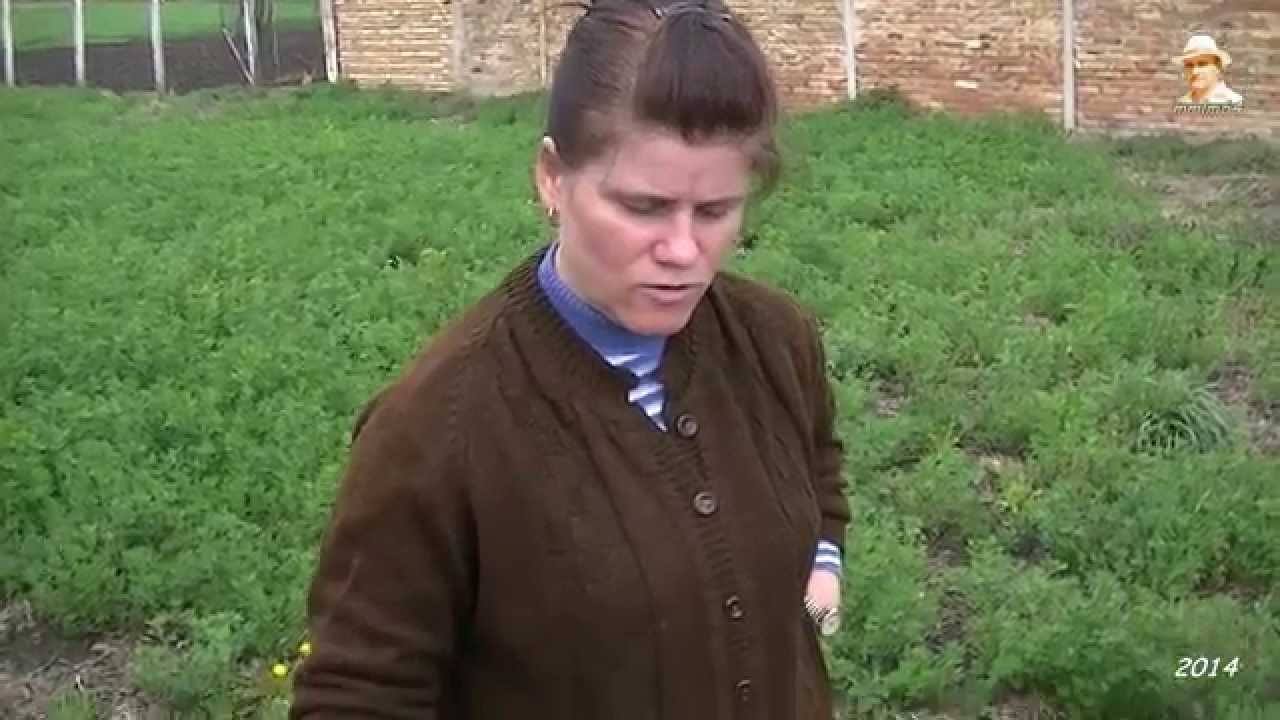 Siropul de primăvară după reţeta lu Mări