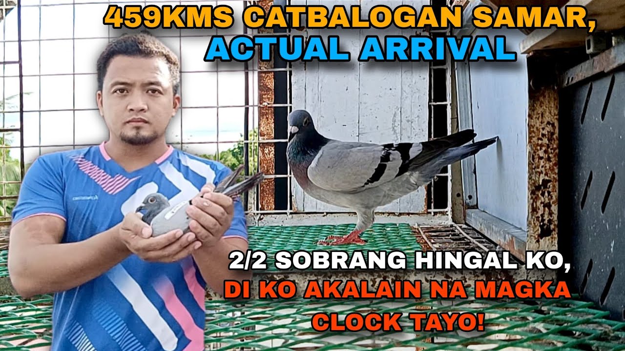 ACTUAL ARRIVAL FROM 599KMS CATBALOGAN SAMAR! | 2/2 | KARERA NG KALAPATI