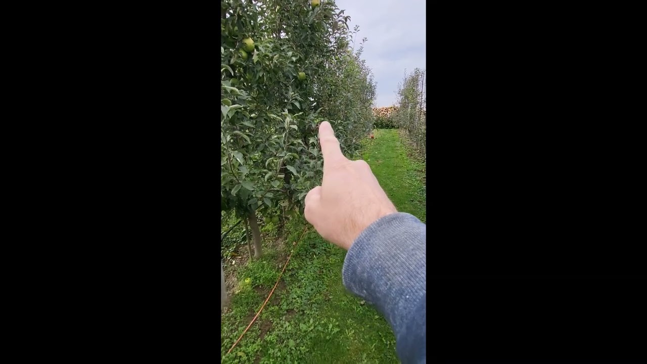 18.10.2025 Jesenná výsadba sromčekov s Carbomat a CarbohumicVýmena sad po sade