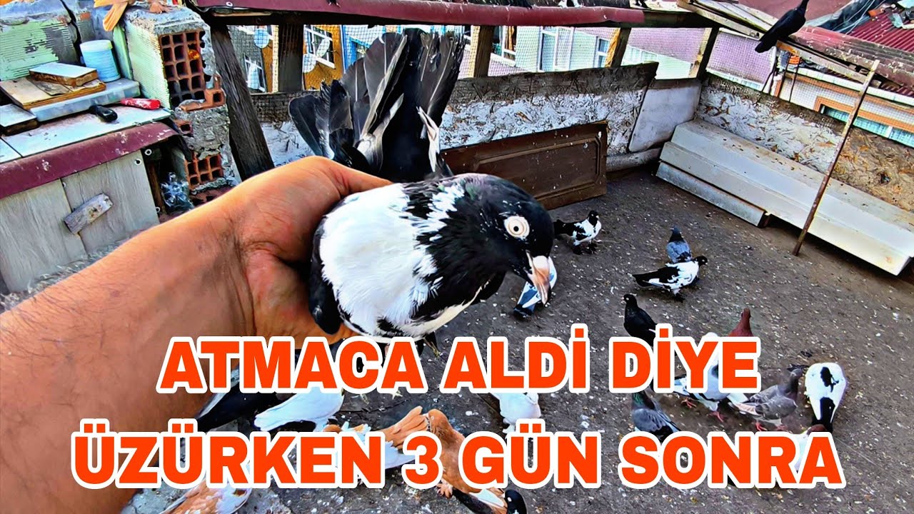 ATMACA ALDİ DİYE ÜZÜRKEN 3 GÜN SONRA EVDE GÖRÜNCE AKLİM GİTTİ