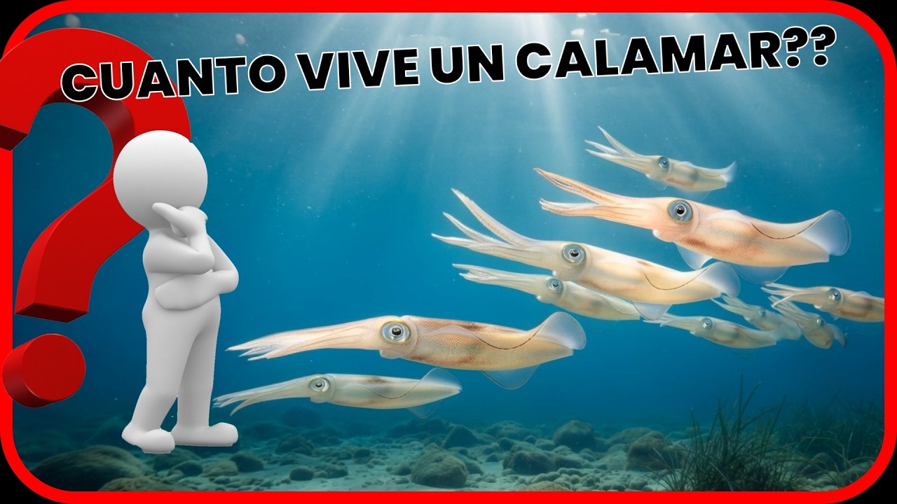 🎯La CARRERA contra el tiempo del CALAMAR ¿Por qué MUEREN tan rápido?