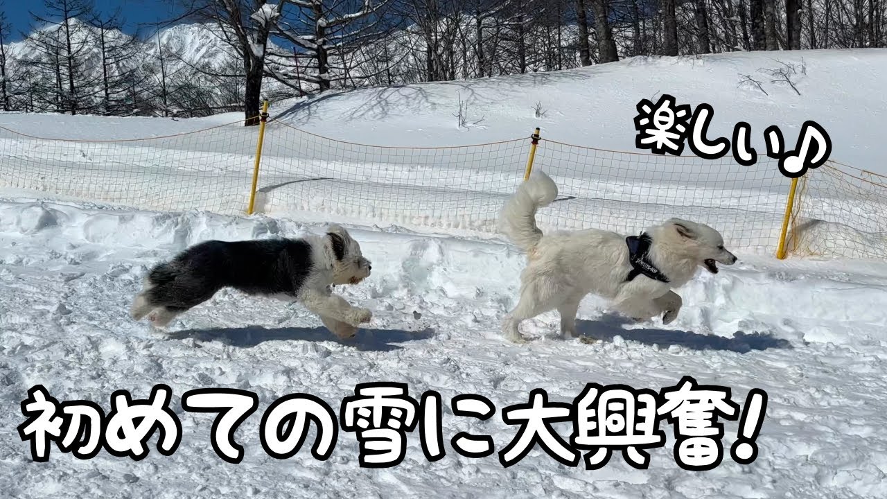 【まさかw】雪の中を楽しそうに走りまわる超大型犬と子犬とは違って妹は超絶不機嫌になっちゃいました笑｜グレートピレニーズ＆オールドイングリッシュシープドック＆トイプードル