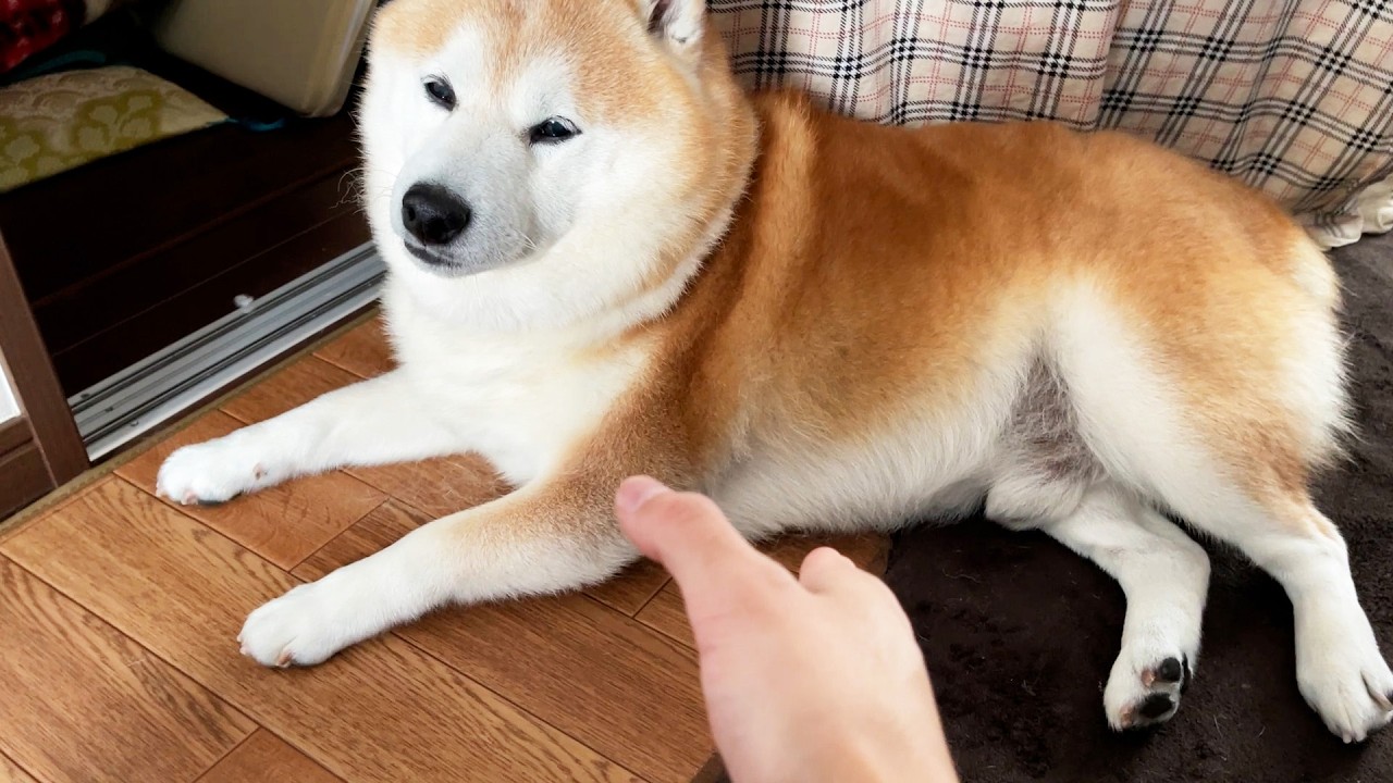 If humans were to meet a cool Shibe, which paw should they shake hands with? [Verification]