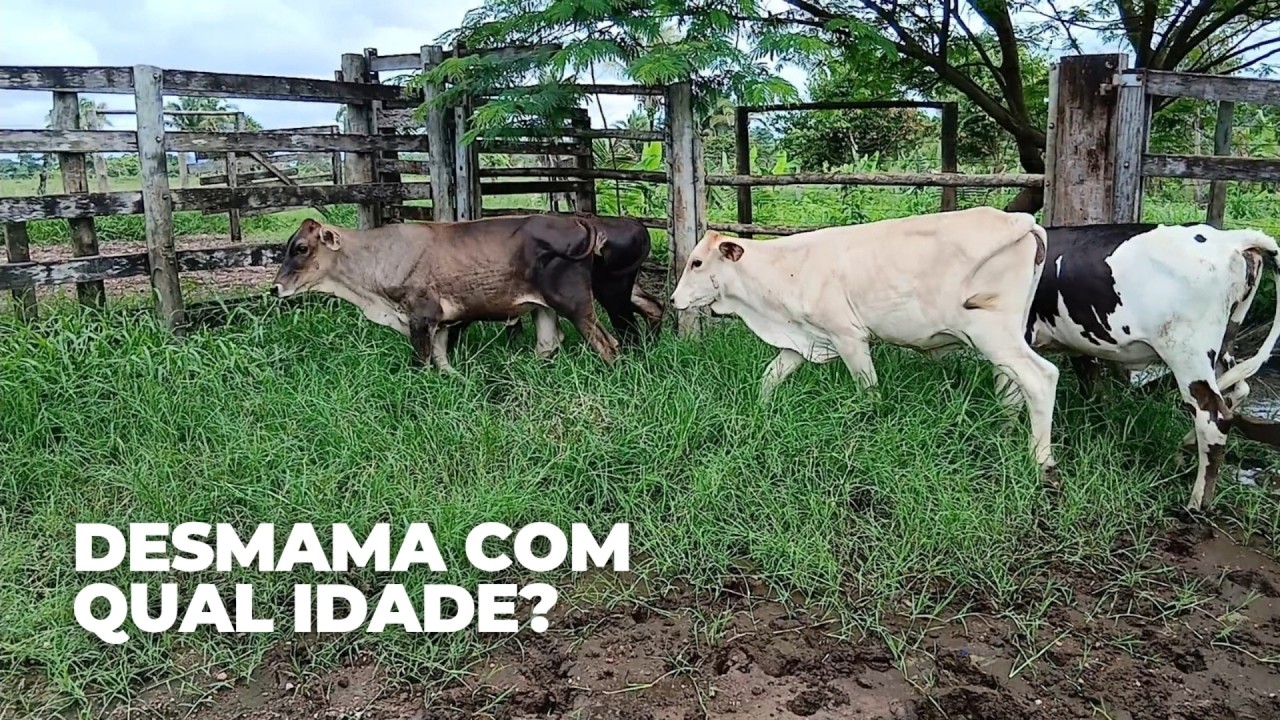 Quando, porque e como faço a desmama dos bezerros