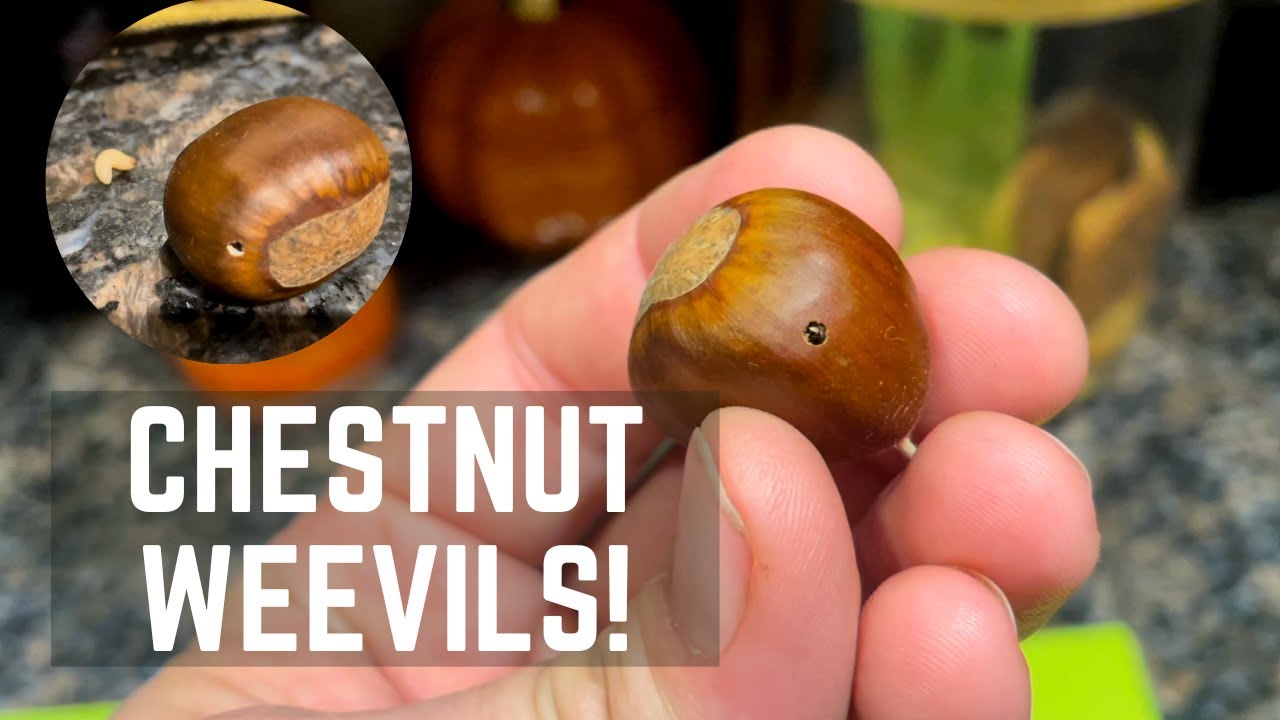 Chestnut PROBLEM!