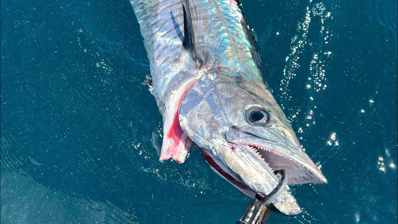 South west rocks spanish mackerel 2026 